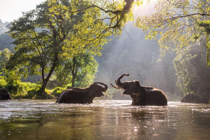 Elephants in a River